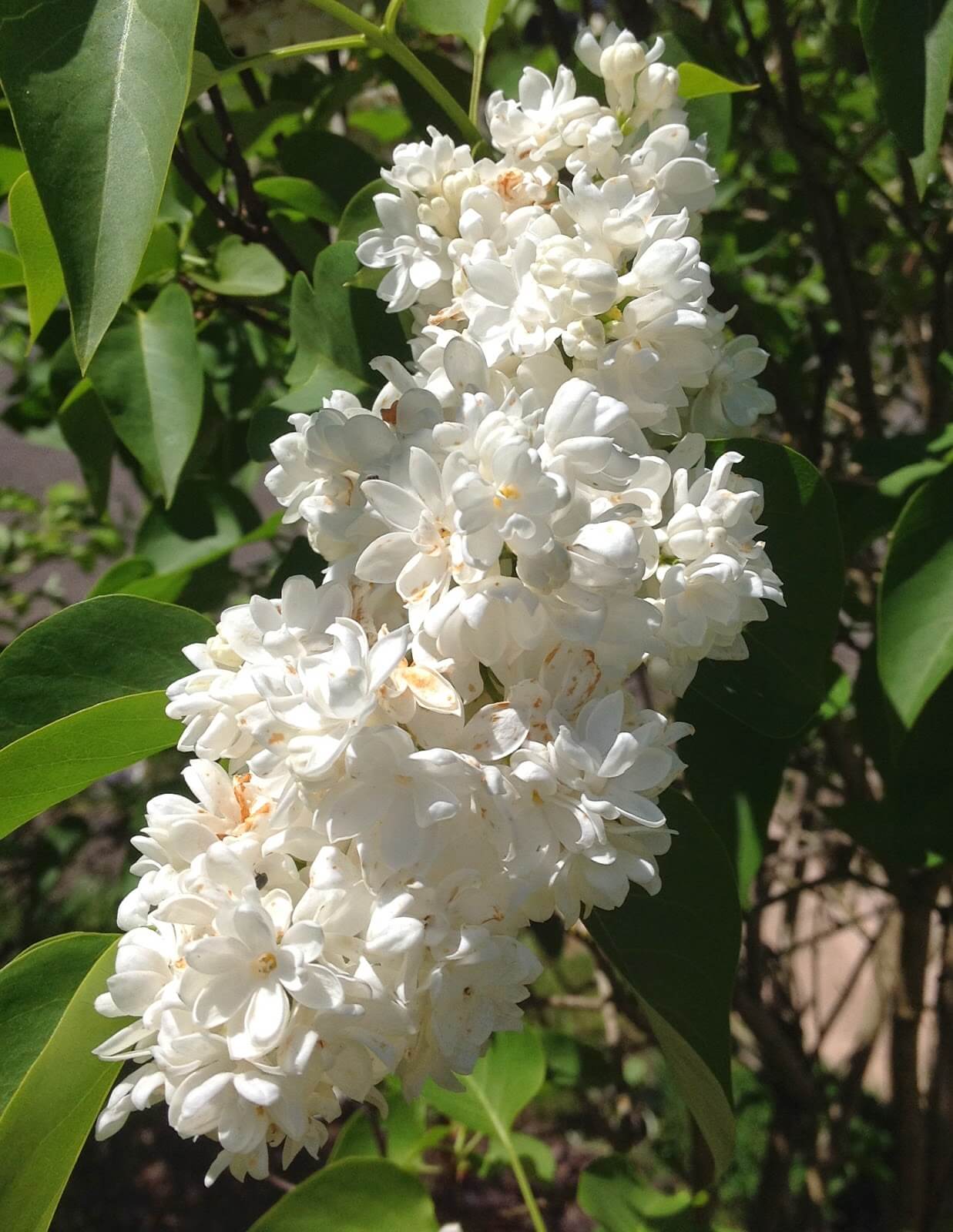 Summer in a Glass Maryhill Viognier Tasting Pour by Jade Helm