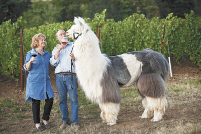 Llama winery outlet